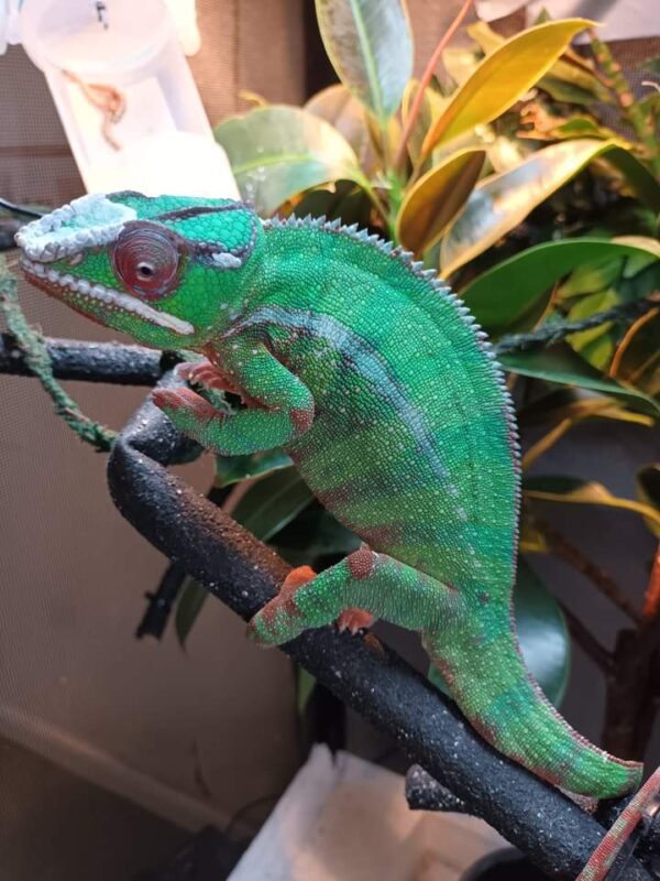 Female panther chameleon for sale