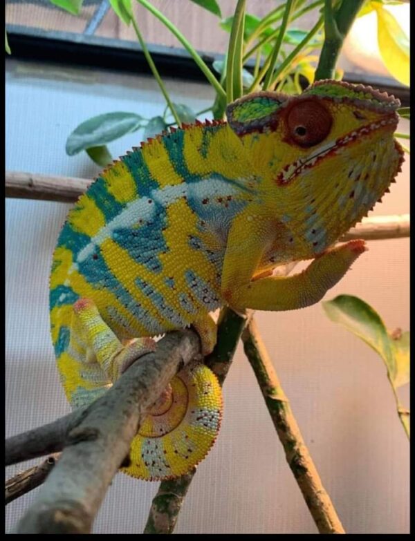 Male Panther Chameleon Captive Breed