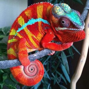 Male panther chameleon for sale