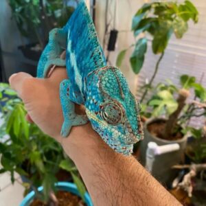 female panther chameleon for sale