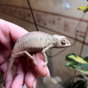 baby panther chameleon for sale
