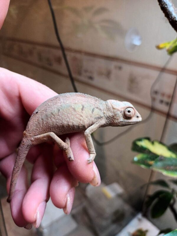 baby panther chameleon for sale