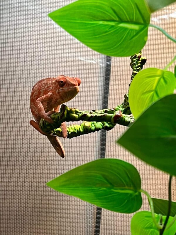 Baby Female Panther Chameleon for sale