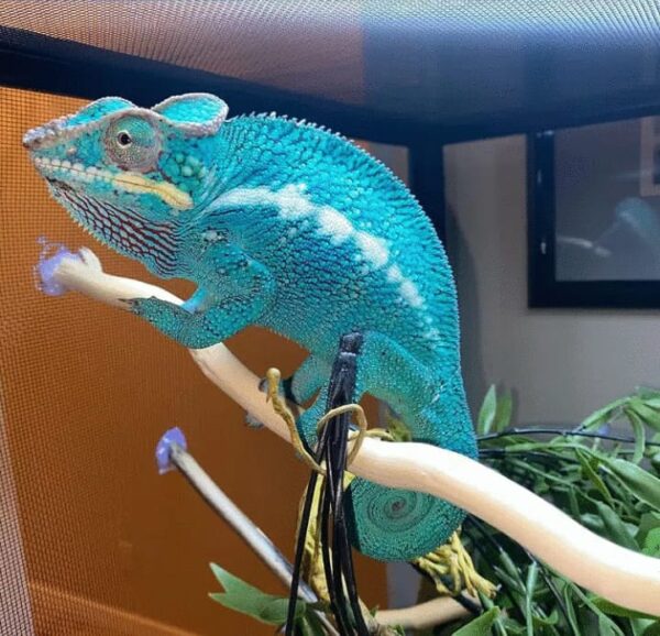 Female panther chameleon for sale