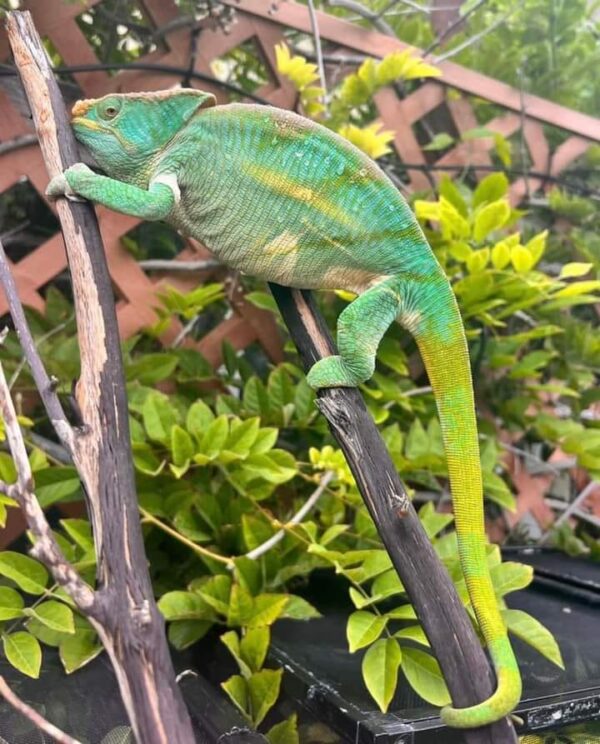 parson chameleon for sale