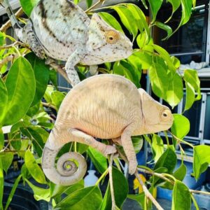Male and female parson chameleons for sale