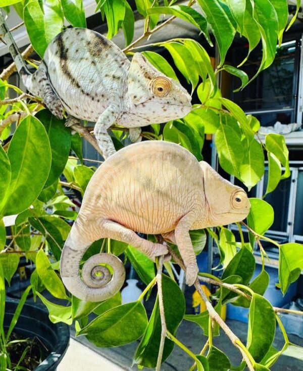 Male and female parson chameleons for sale