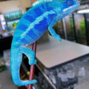 Male panther chameleon.