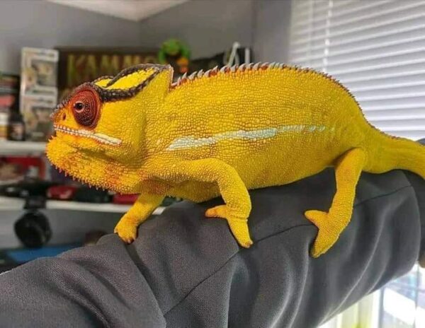 Male panther chameleon for sale
