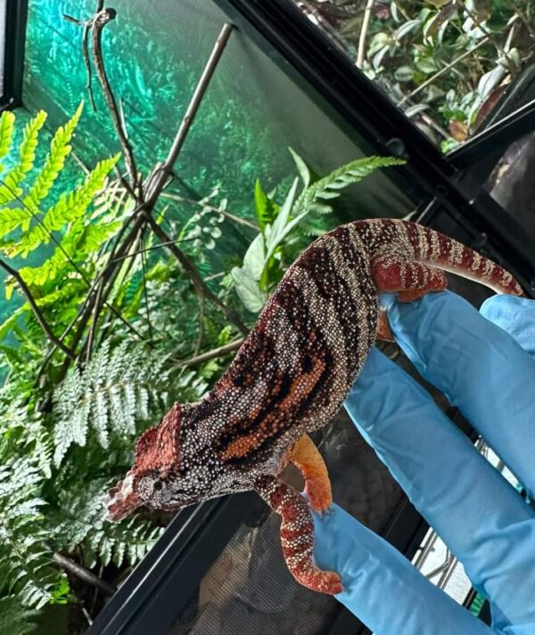 Male nossy b panther chameleon