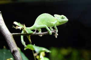 Guide to Raising Baby Panther Chameleons